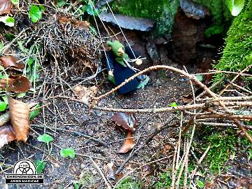 Codex-Chronomicon_Anno-Magicae_Baerenau-Epos_30092022_045_Rollenspiel_RPG_LARP